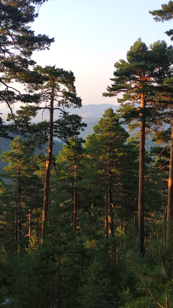 Pine Tree Forest